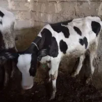 فروش دو عدد گوساله