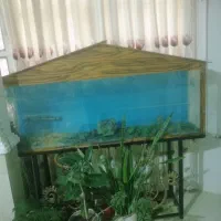 آکواریوم سالم با وسایل کامل