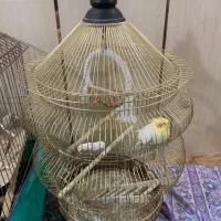 عروس هلندی نر