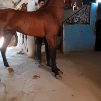 اسب کرد جوان