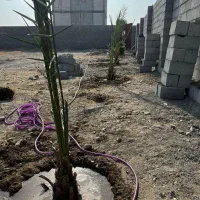 فروش زمین با دیوار ایسین فاریاب|فروش زمین و ملک کلنگی|بندرعباس, |دیوار