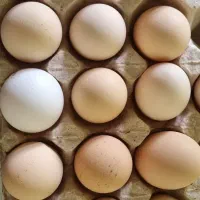 تخم مرغ رسمی