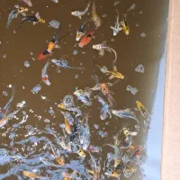 ۱۰۰ درصد چرم و باله بلند|ماهی|شیراز, زند|دیوار