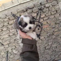 روباهی پامرانین