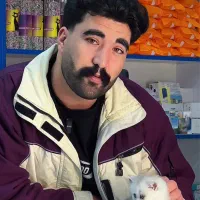 گربه ناز و ماوس‌|گربه|کرج, گوهردشت|دیوار