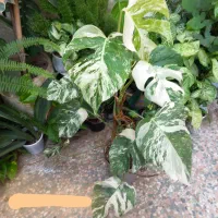 برگ انجیری ابلق تری کالر  بزرگ با ۱۱ برگ زیبا