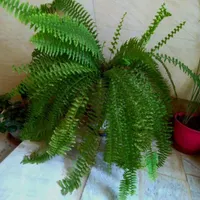 گل طبیعی ارزان و زیبا