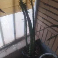 انواع گل با گلدان|گل و گیاه طبیعی|شاهینشهر, طالقانی|دیوار