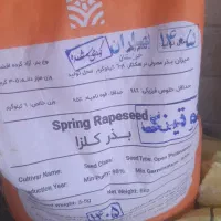 بذر کلزا