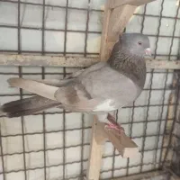 سرک سوسنی نر