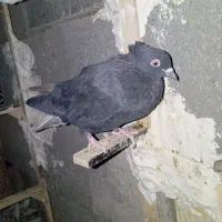 زاغ دم سفید کلای ماده