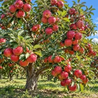 ارائه نهال سیب قرمز لبنان درشت و آبدار