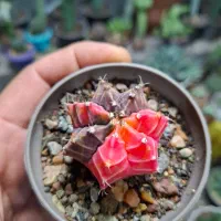 گل،آبنما|گل و گیاه طبیعی|نیشابور, شهرک ولیعصر|دیوار