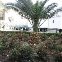 نیروی ساده بدون سابقه