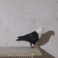 کفتر|پرنده|مشهد, تربیت (صدف)|دیوار