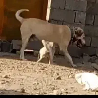 سگ سرابی نرگلهی وپرقدرت