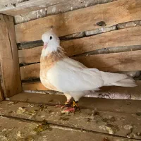 طوقی زرد نر خالدار|پرنده|میاندوآب, |دیوار