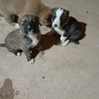 توله سگ سرابی اسل ماده ۶تابراواگزاری|سگ|بجنورد, |دیوار