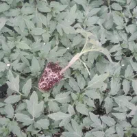 گلخانه نشا گوجه فرنگی|گل و گیاه طبیعی|پارس‌آباد, |دیوار