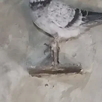 کبوتر خارجی|پرنده|نقده, |دیوار