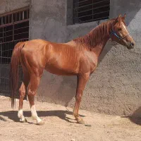 خرید فروش اسب باری