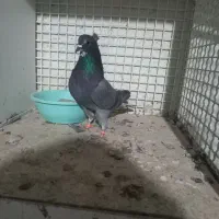 بعلت نداشتن جا|پرنده|محمدیه-قزوین, |دیوار