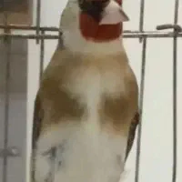 سره چهارگل