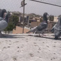 ۵ تا نر نابلد