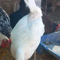 مرغ گلین تخم گذار و دو عدد خروس برهما|حیوانات مزرعه|شیراز, جوادیه|دیوار