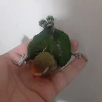 کوتوله.کوتوله سرلاکی