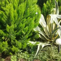 فروش ویلا داخل شهرک جنوبی با سند تک برگ