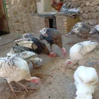 بوقلمون جوان ۱ سال گوشتی سرحال