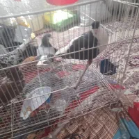 کفتر مفت