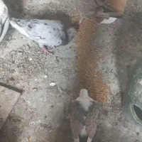 خوشرنگ سرخ وازرد کاکلی وهفترنگ