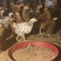 جوجه محلی  گلپایگان|حیوانات مزرعه|تکاب, |دیوار
