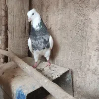 نروماده طوقی