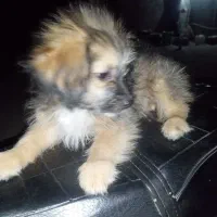 سگ پامرشیتز|سگ|بندر کنگان, |دیوار