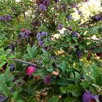 فروش خانه ویلایی مجهز و مبله|فروش خانه و ویلا|سیاخ دارنگون, |دیوار