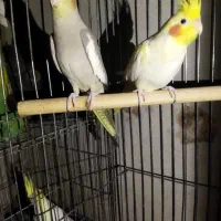 طوطی مولد وبچه 10ماهه نر