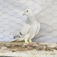 کبوتر رنگی شامی دم سفید . سرخ دم سفید...