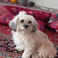 سگ پاکوتا شیدزو