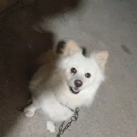 حیوان خانگی