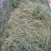 علوفه|خدمات باغبانی و درختکاری|یزد, |دیوار