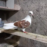 ۵تا کبوتر|پرنده|عجب شیر, |دیوار