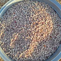 لوبیا چیتی تازه بوجاری شده .
