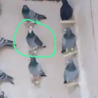 پرنده سرای بلوچ