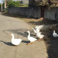 غاز و بوقلمون|حیوانات مزرعه|کلاچای, |دیوار