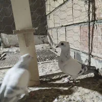 شامی کاکلی|پرنده|سبزوار, قصبه اب یمین|دیوار