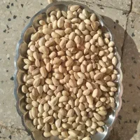 پسته دهن بستاحمد اقایی|خوردنی و آشامیدنی|جوادآباد, |دیوار