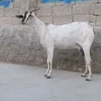 بز سومال|حیوانات مزرعه|بندرعباس, |دیوار